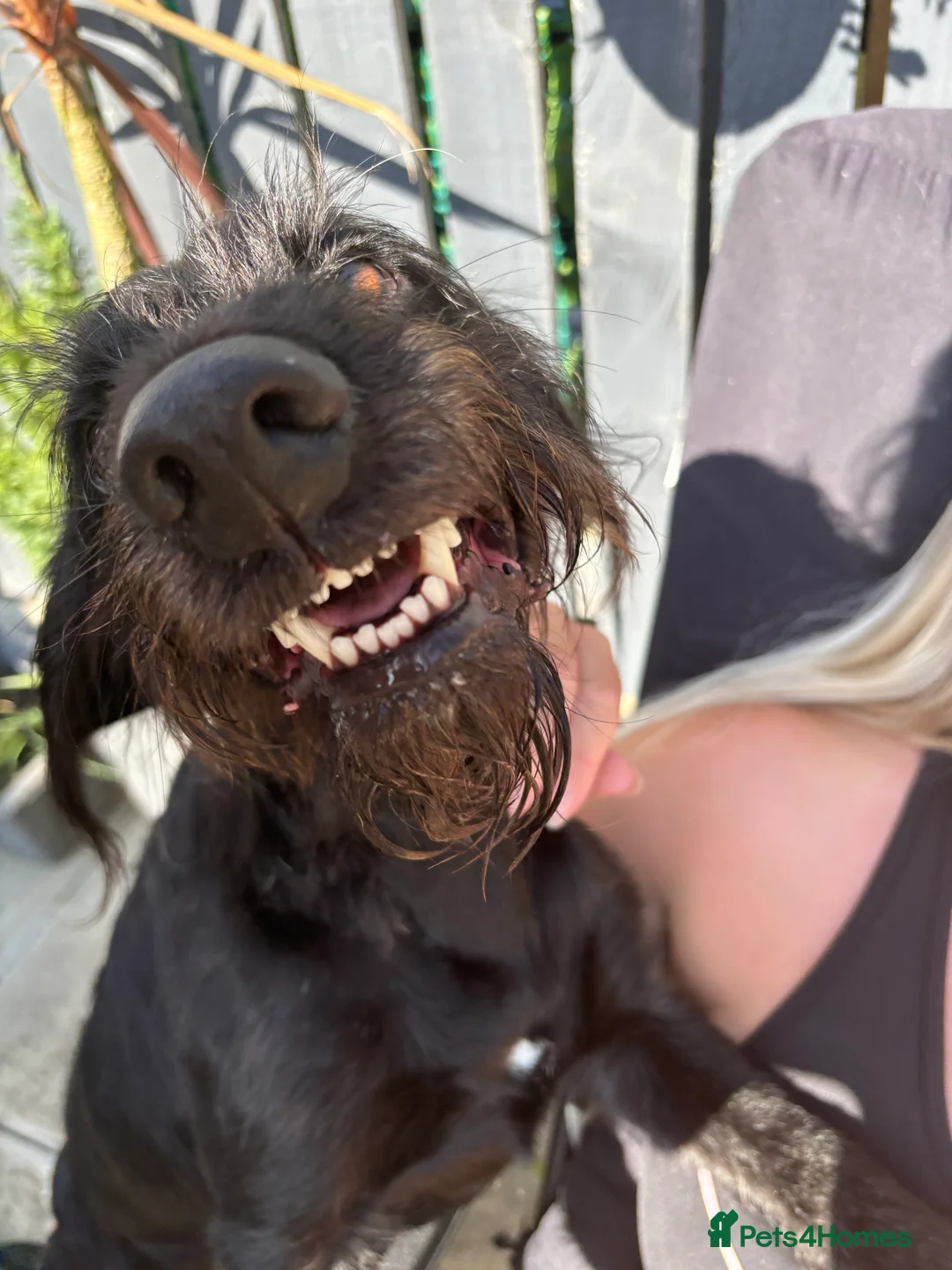 Mixed Breed dogs for stud: Bedlington cocker spaniel stud  - Advert 7