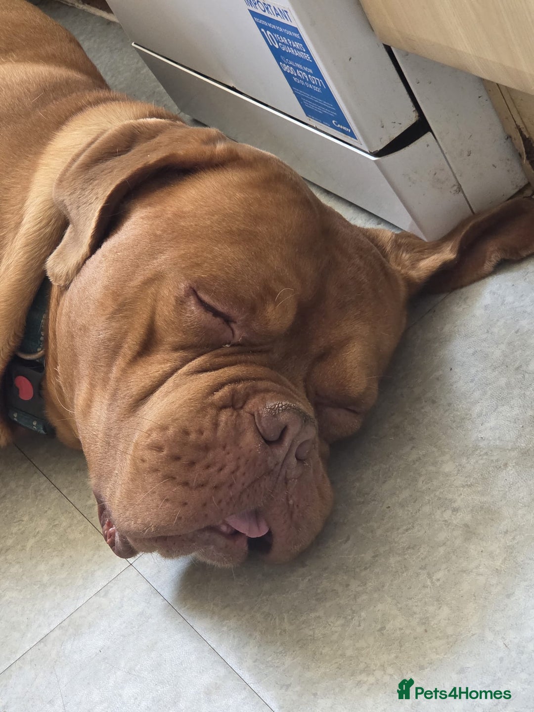 Dogue De Bordeaux dogs for sale: Mr Nelson - Advert 3
