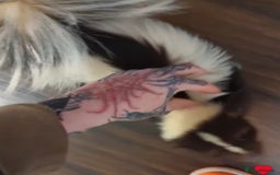 Mixed Breed rodents for sale: Tame Female skunk  - Advert 1