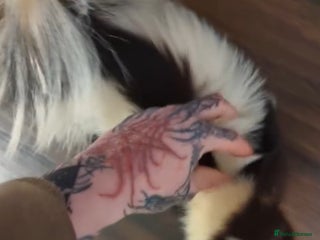 Mixed Breed rodents Tame Female skunk - Advert 17