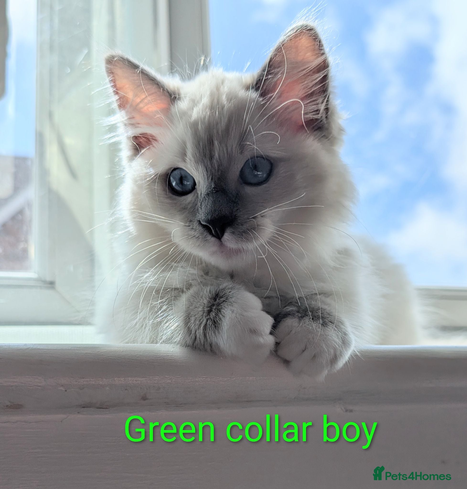 Ragdoll cats 🏆Grandchamp EU TICA Ragdoll kittens  - Advert 15