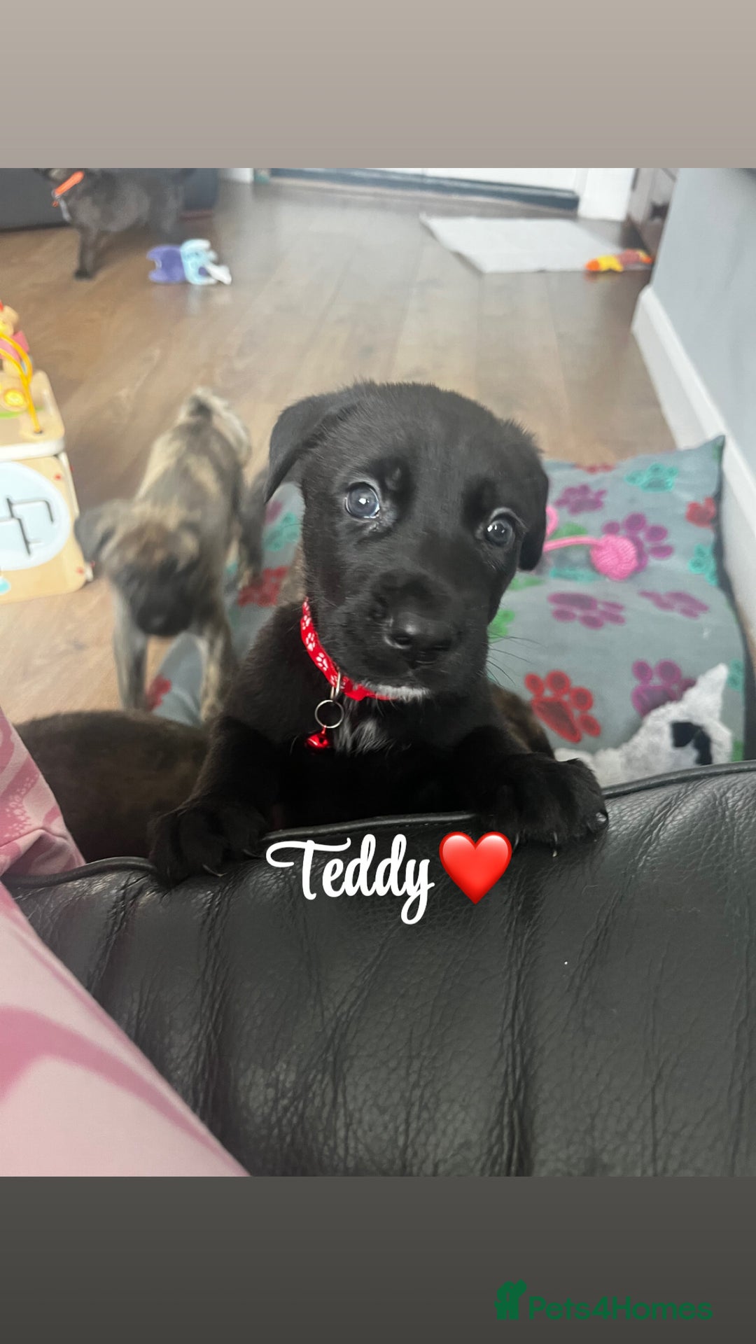 Mixed Breed dogs for sale: CaneCorso/Husky puppies  - Image 6