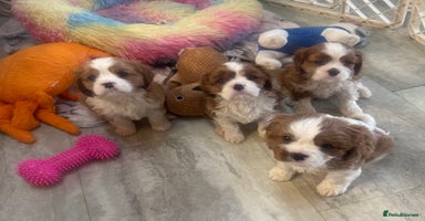 Cavalier King Charles Spaniel dogs - Advert 9