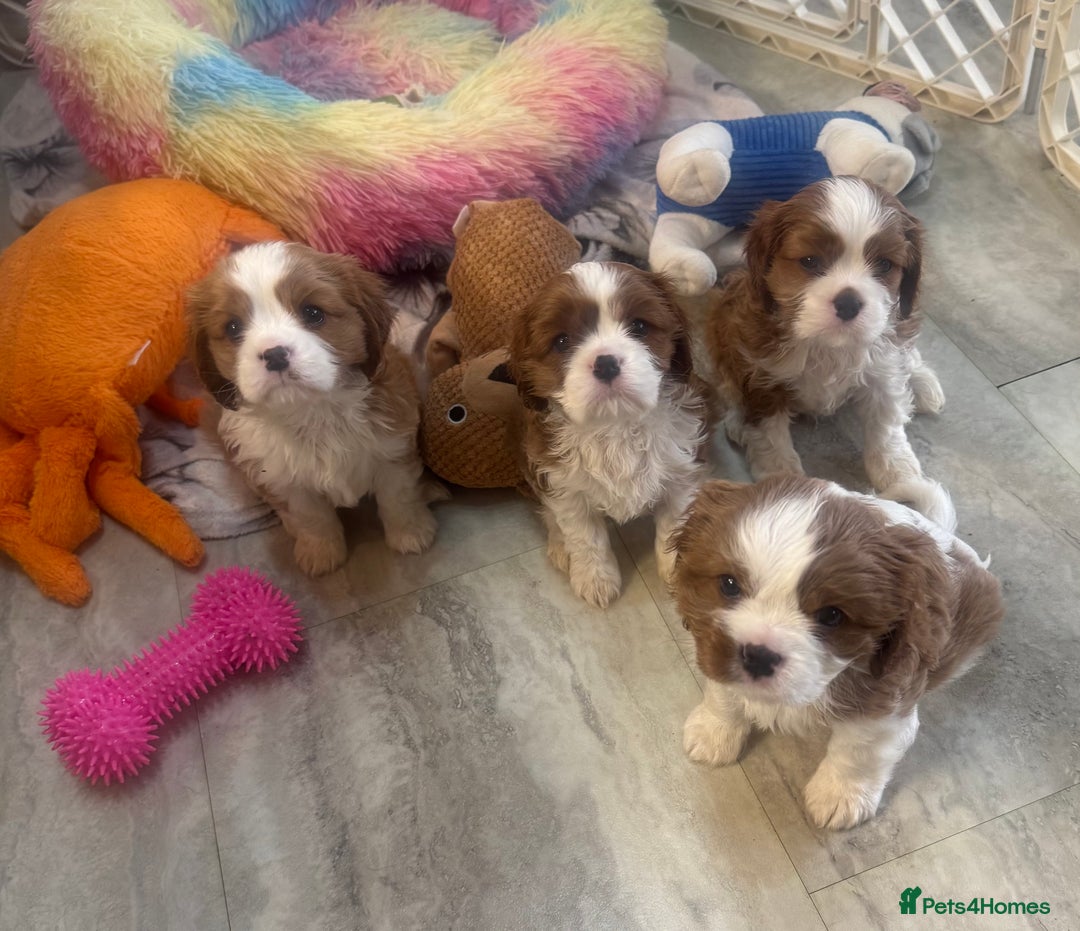 Cavalier King Charles Spaniel dogs for sale: Pedigree King Charles cavaliers - Image 2