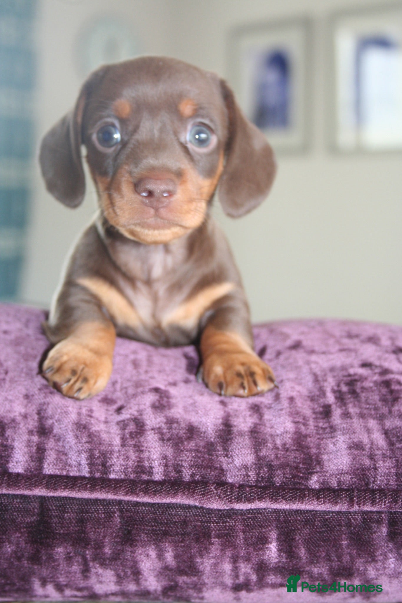 Miniature Dachshund dogs KC Reg miniature Dachshund puppies  - Advert 11