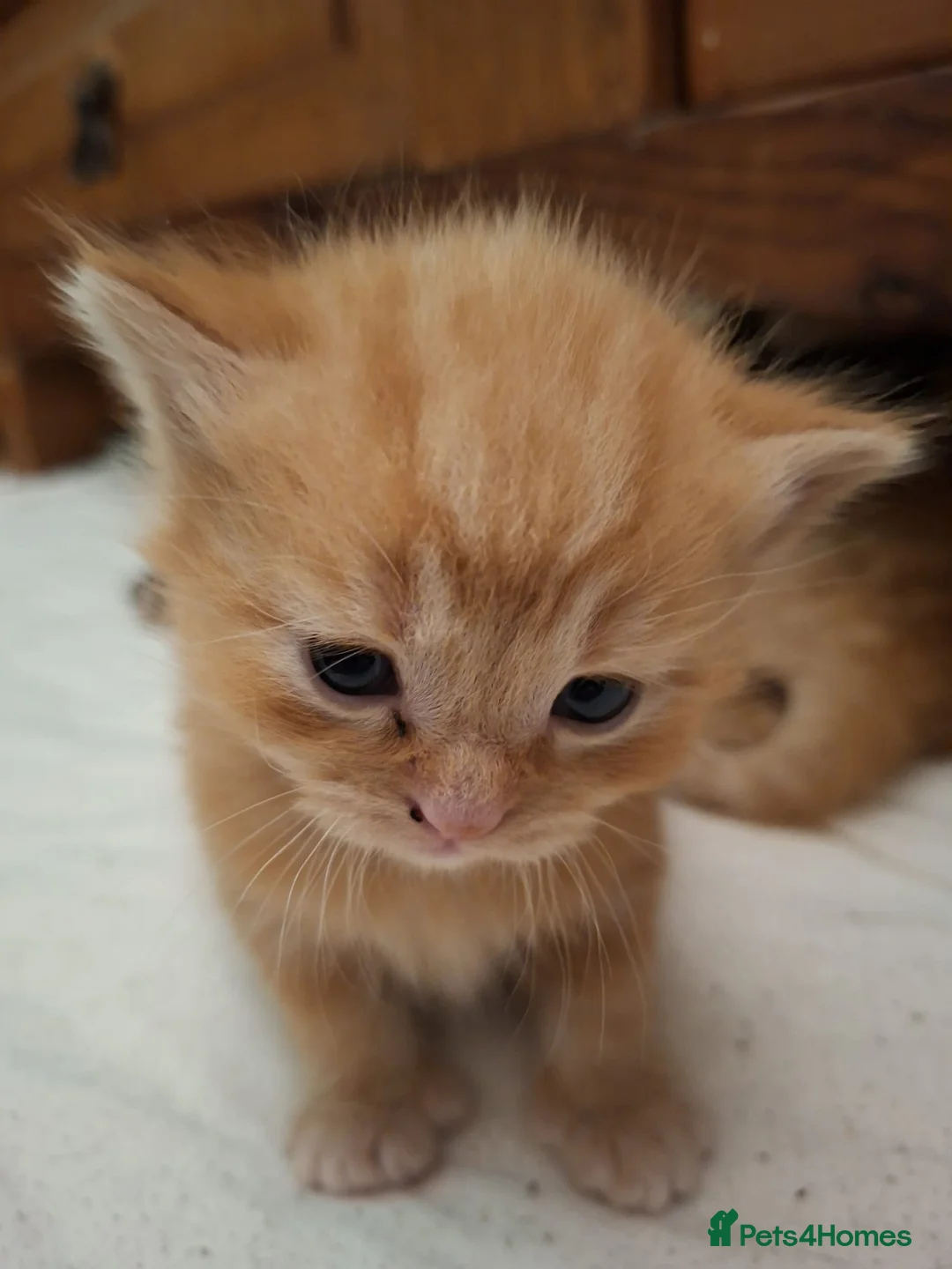 Mixed Breed cats for sale: Kitten ready for new home in Hereford - Advert 32