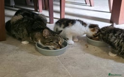 Mixed Breed cats for sale: 3 beautiful and playful kittens - Image 9