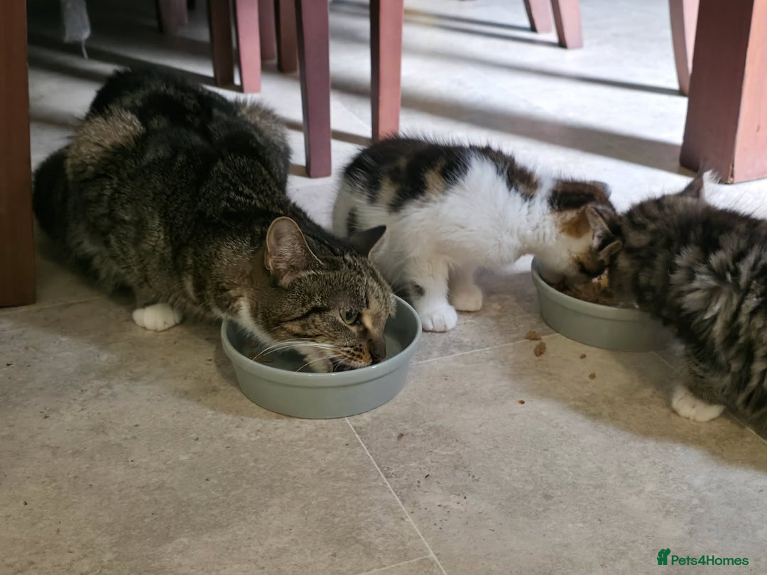 Mixed Breed cats for sale: 3 beautiful and playful kittens - Image 9