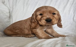 Cocker Spaniel dogs for sale: Cocker Spaniel Puppies Show Type - Image 4