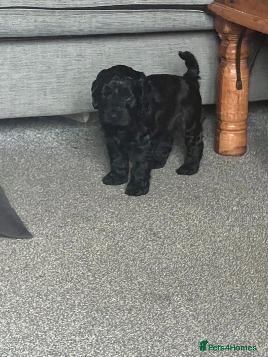 Cockapoo dogs for sale: Cockapoo puppies for sale - Advert 8