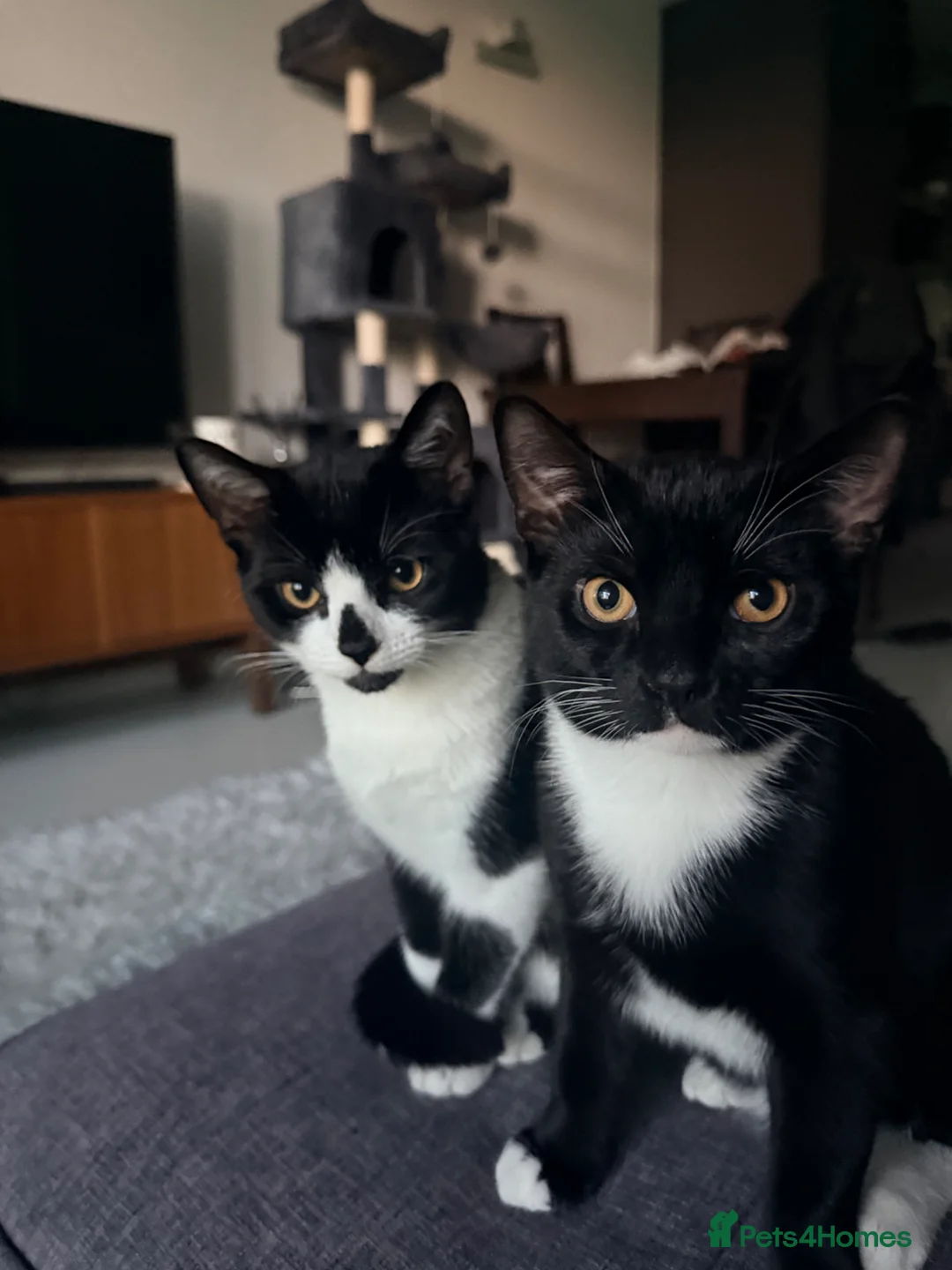 Bombay cats for sale: Kitten Brothers Percy & Ziggy Need a New Home!  - Advert 2