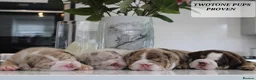 English Bulldog dogs for stud: BEST CHOCOLATETAN merle in UK in London - Advert 5