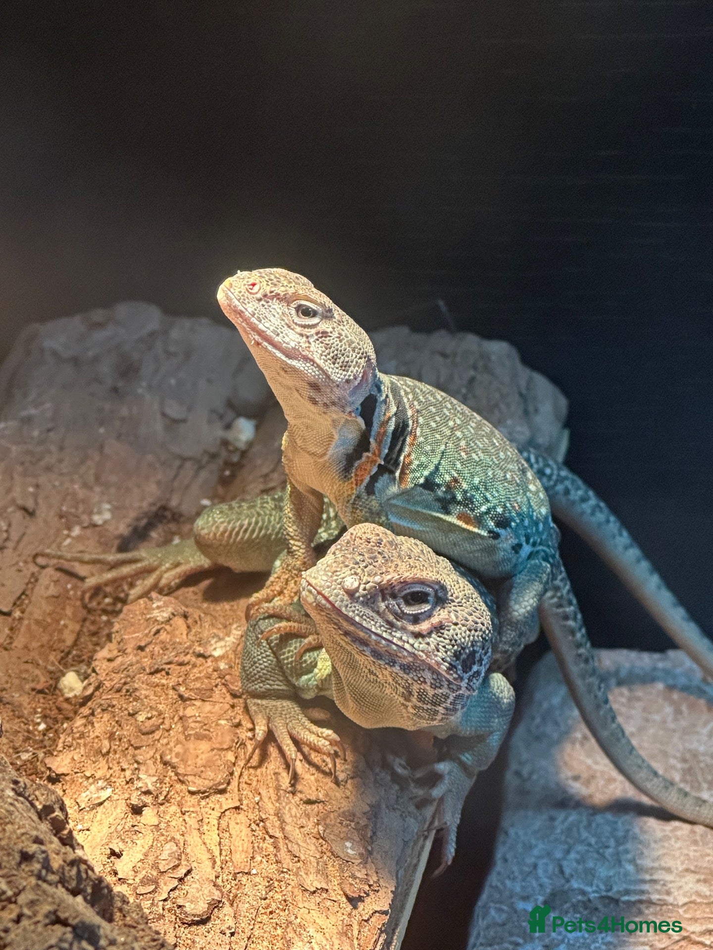Lizard reptiles Breeding pair of Collared Lizards - Advert 1