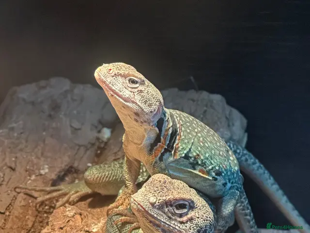 Lizard reptiles Breeding pair of Collared Lizards - Advert 1