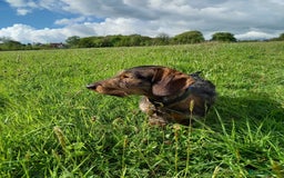 Miniature Dachshund dogs for stud: Looking for wife! Mini Wirehaired Dachshund - Image 1
