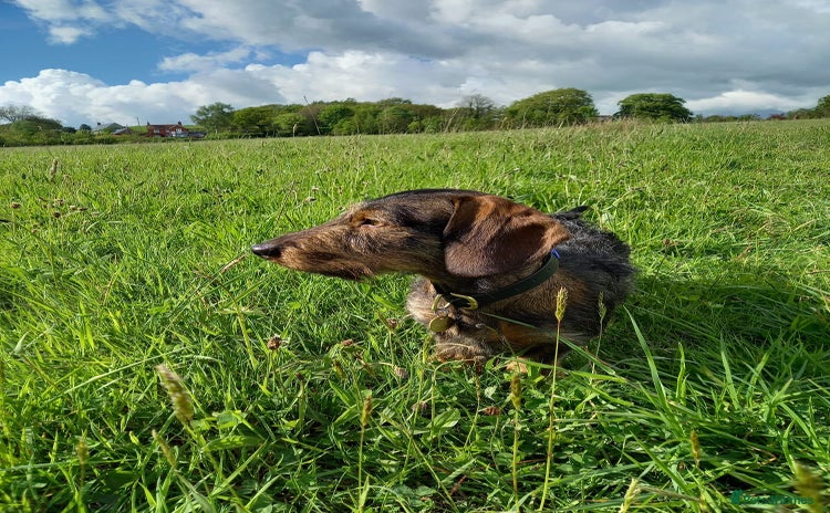 Miniature Dachshund dogs - Advert 1
