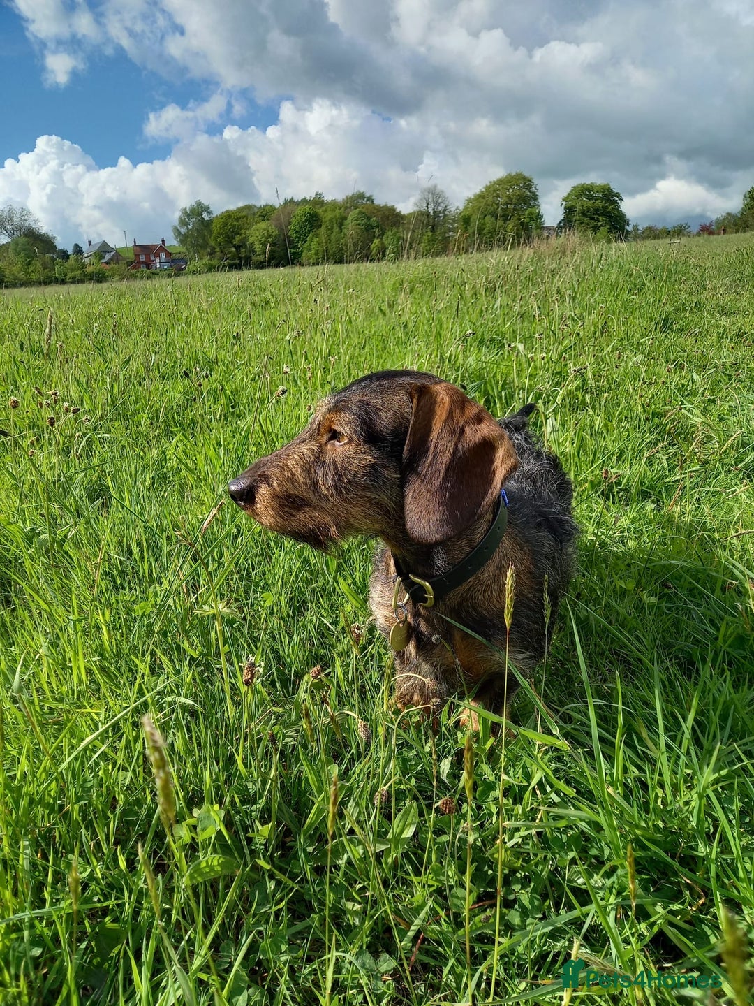 Miniature Dachshund dogs for stud: Looking for wife! Mini Wirehaired Dachshund - Image 1