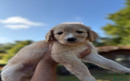 Labradoodle dogs for sale: F1B Labradoodles: available from Aug 2nd. in Uxbridge - Image 10