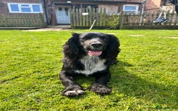 Cocker Spaniel dogs for stud: Cocker spaniel for stud  in Melton Mowbray - Image 7