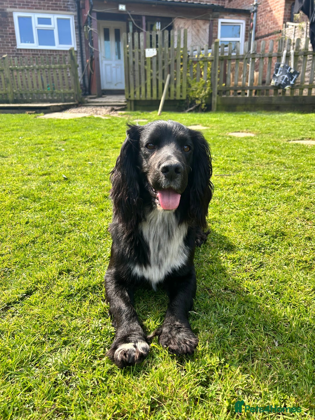 Cocker Spaniel dogs for stud: Cocker spaniel for stud  in Melton Mowbray - Image 7