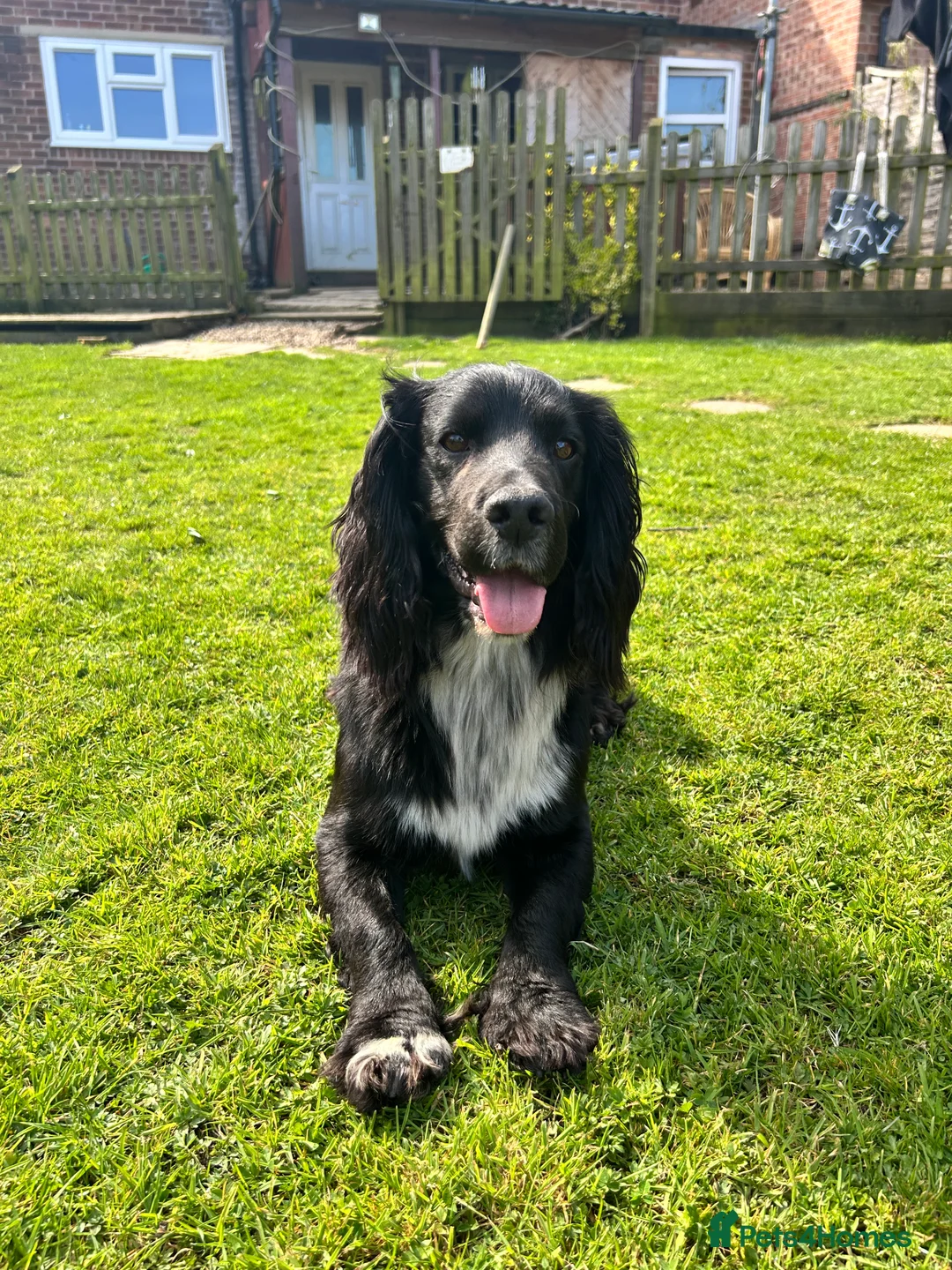 Cocker Spaniel dogs for stud: Cocker spaniel for stud  in Melton Mowbray - Advert 10