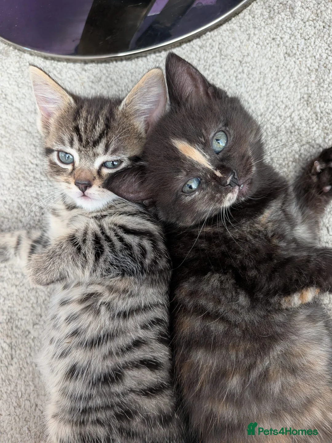 Siberian cats for sale: Adorable Siberian Kittens  - Advert 1