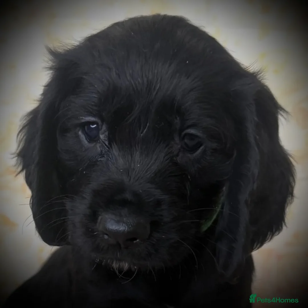 Cocker Spaniel dogs for sale: 🖤 Quality Black RKC Cockers 🖤 Ready Mid March 🖤 - Advert 5