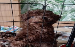 Toy Poodle dogs for sale:  🐩 Tiny Chocolate Toy Poodle – Ready in 2 Weeks! - Image 3