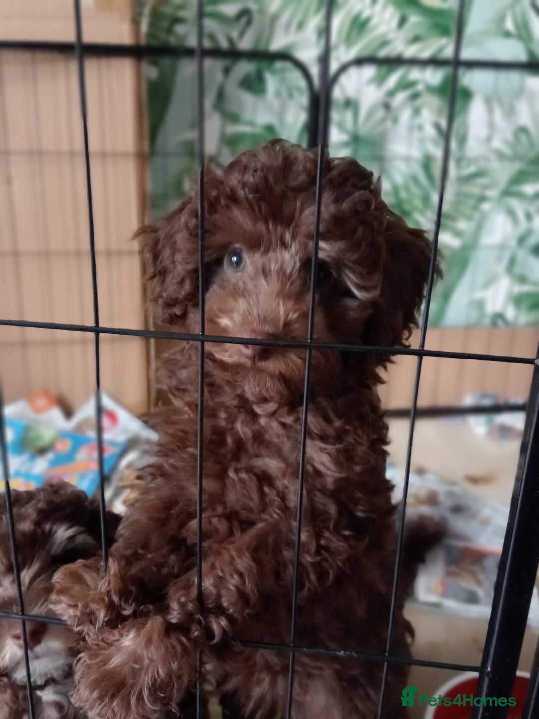 Toy Poodle dogs for sale:  🐩 Tiny Chocolate Toy Poodle – Ready in 2 Weeks! - Image 3