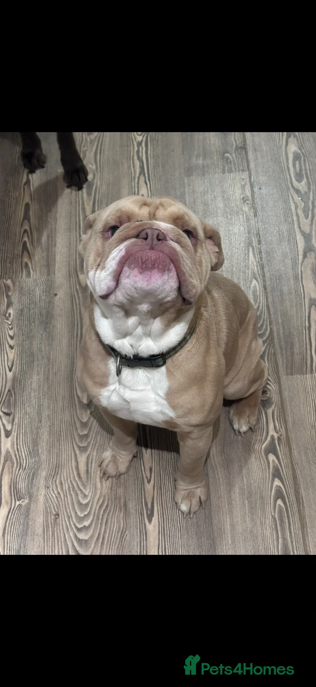 English Bulldog dogs for sale: Reggie the English Bulldog - Advert 1
