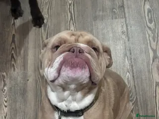 English Bulldog dogs Reggie the English Bulldog - Advert 4