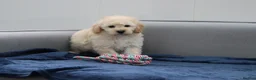 Cavapoochon dogs for sale: Cavapochon puppies for sale - Advert 10