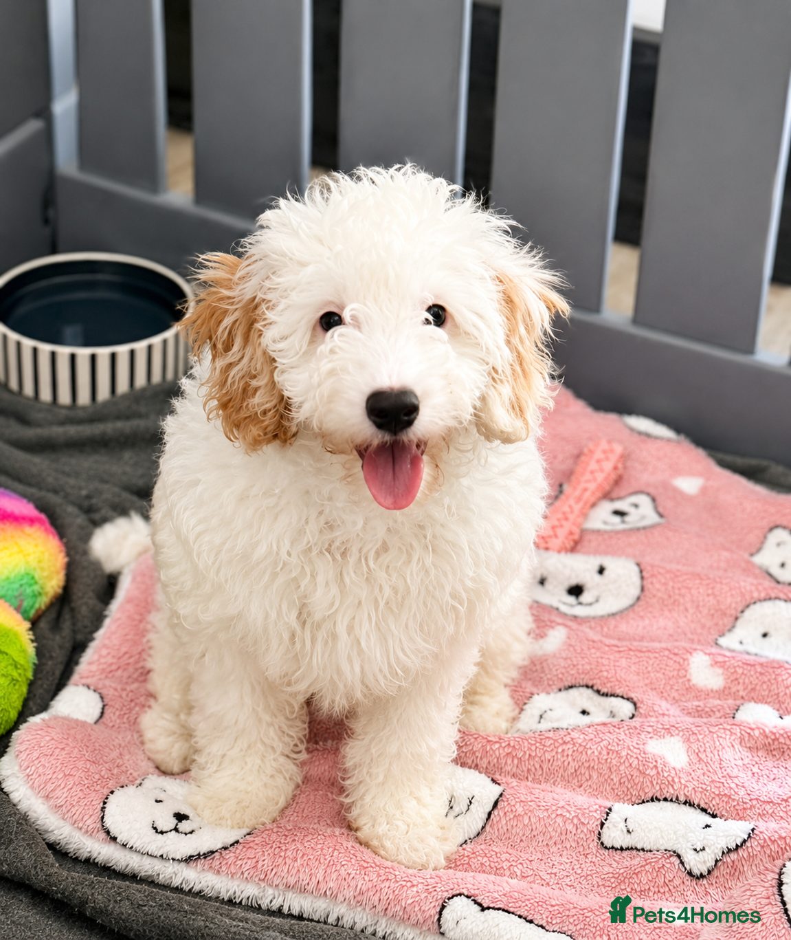 Cavapoo dogs Last 2 🎀 F1b Cavapoo’s 🎀  puppies both vaccines  - Advert 2