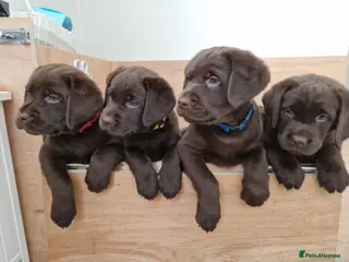 Labrador Retriever dogs KC Canadian Bloodline Chocolate labrador - Advert 17