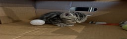 British Shorthair cats for sale: GCCF REGISTERED SILVER TABBY & SPOTTED BSH KITTENS - Advert 15