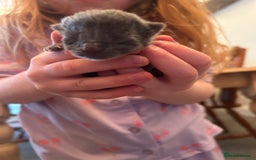Domestic Shorthair cats for sale: Kittens for sale  - Image 4