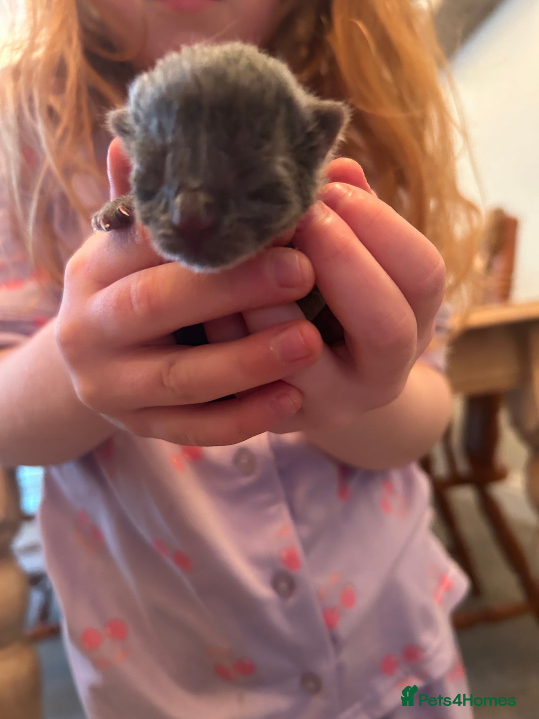 Domestic Shorthair cats for sale: Kittens for sale  - Image 4