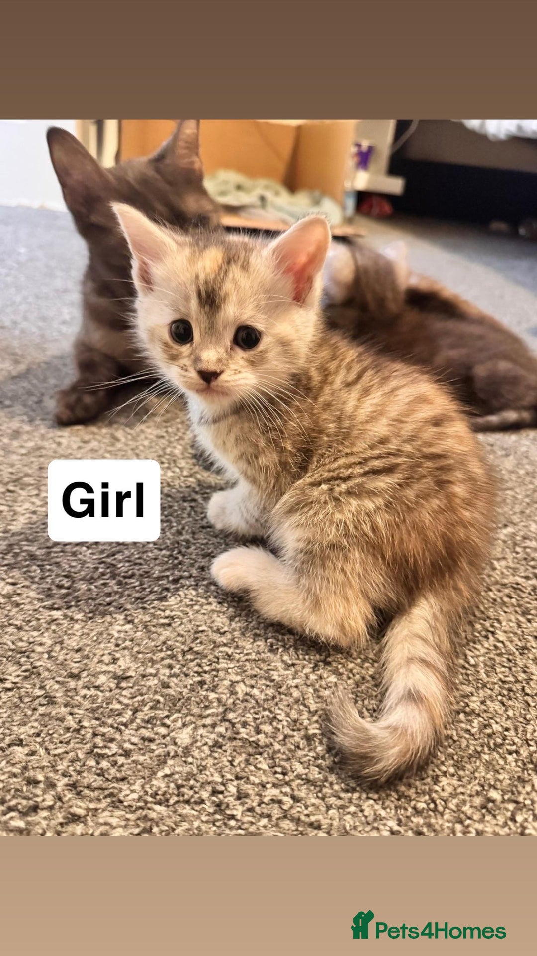 Mixed Breed cats for sale: Kitty’s looking for their forever homes  - Advert 5