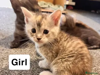 Mixed Breed cats Kitty’s looking for their forever homes - Advert 6