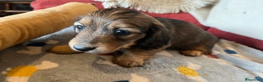 Miniature Dachshund Puppy 4