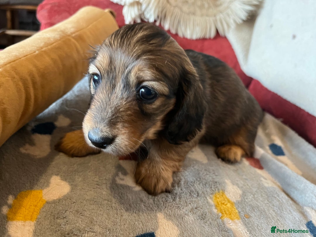 Miniature Dachshund dogs for sale: Miniature Longhaired Dachshunds ready 10.12.25 - Advert 10