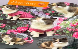British Shorthair cats for sale: RESERVED  - Image 1