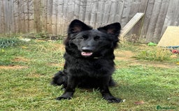 Shepsky dogs for sale: Oswald - Beautiful 11 month old German Shepard Mix - Image 1