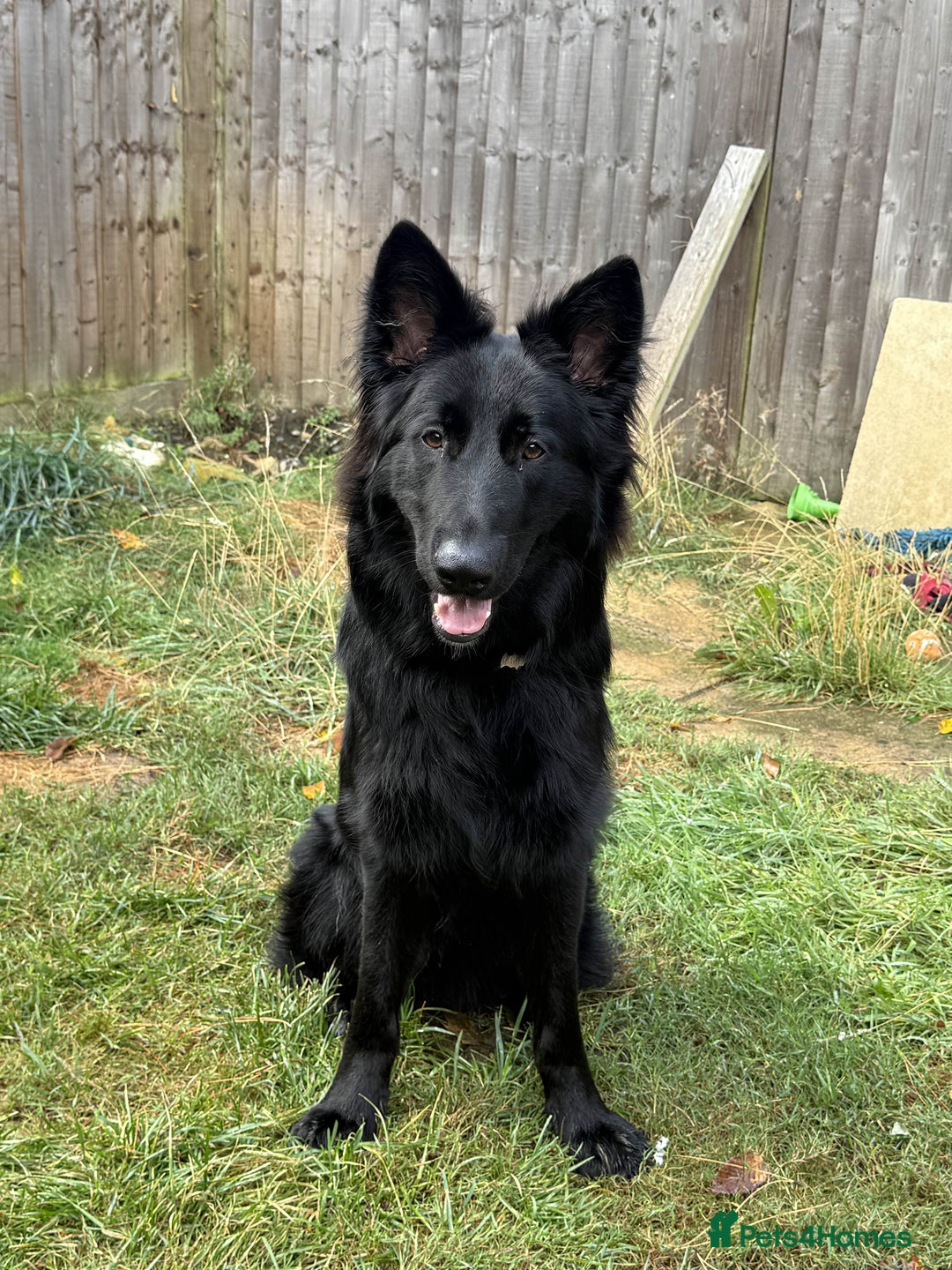 Shepsky dogs for sale: Oswald - Beautiful 11 month old German Shepard Mix - Image 1