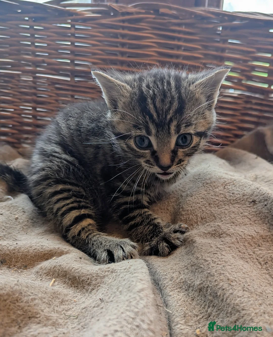 Domestic Shorthair cats for sale: Adorable kittens  - Advert 4