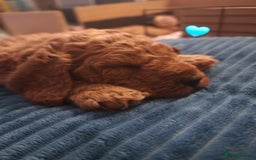 Cavapoochon dogs for sale: F1b Cavapoochon Puppies – 3 Boys Ready to Reserve - Image 12