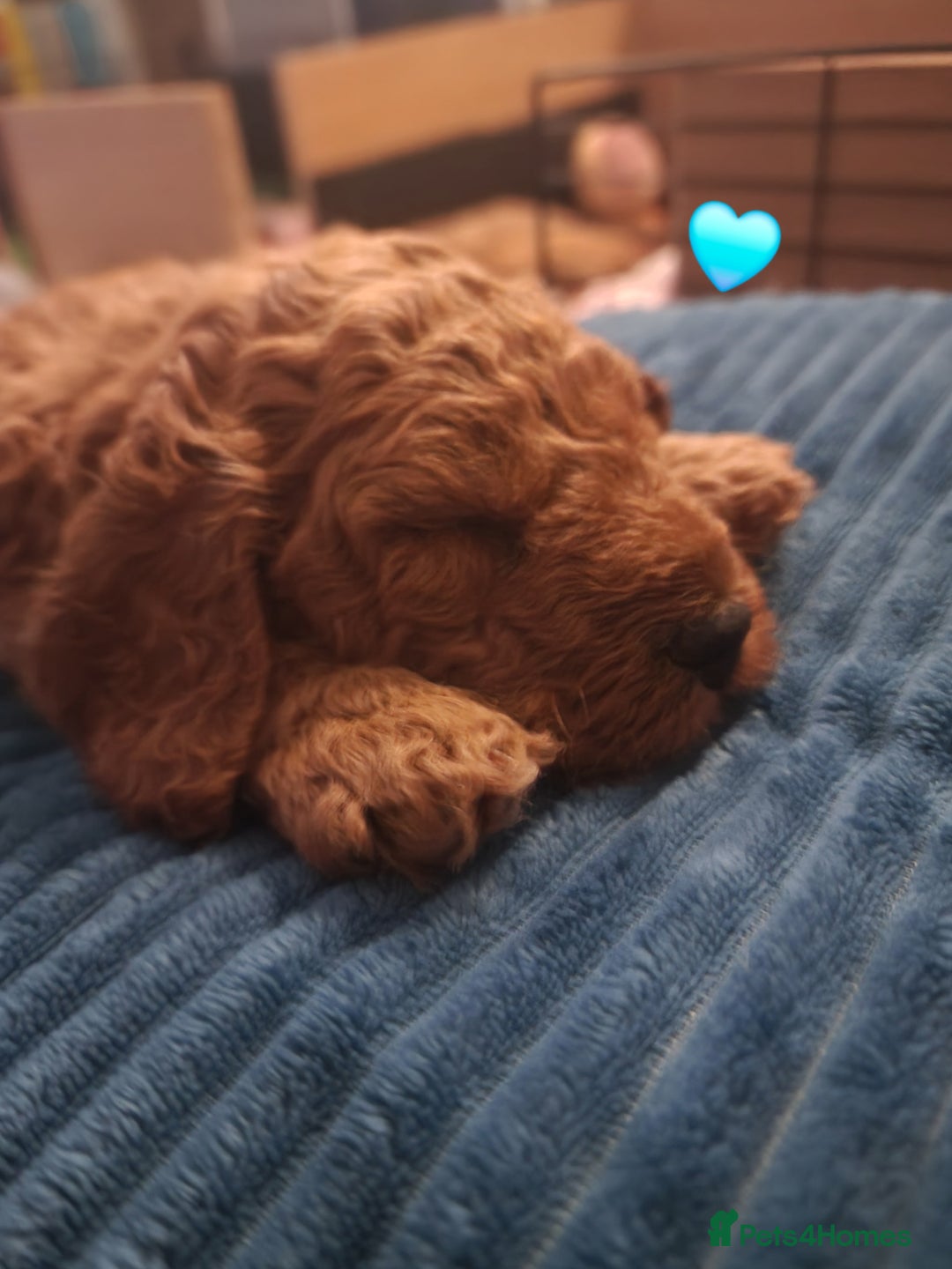 Cavapoochon dogs for sale: F1b Cavapoochon Puppies – 3 Boys Ready to Reserve - Image 12