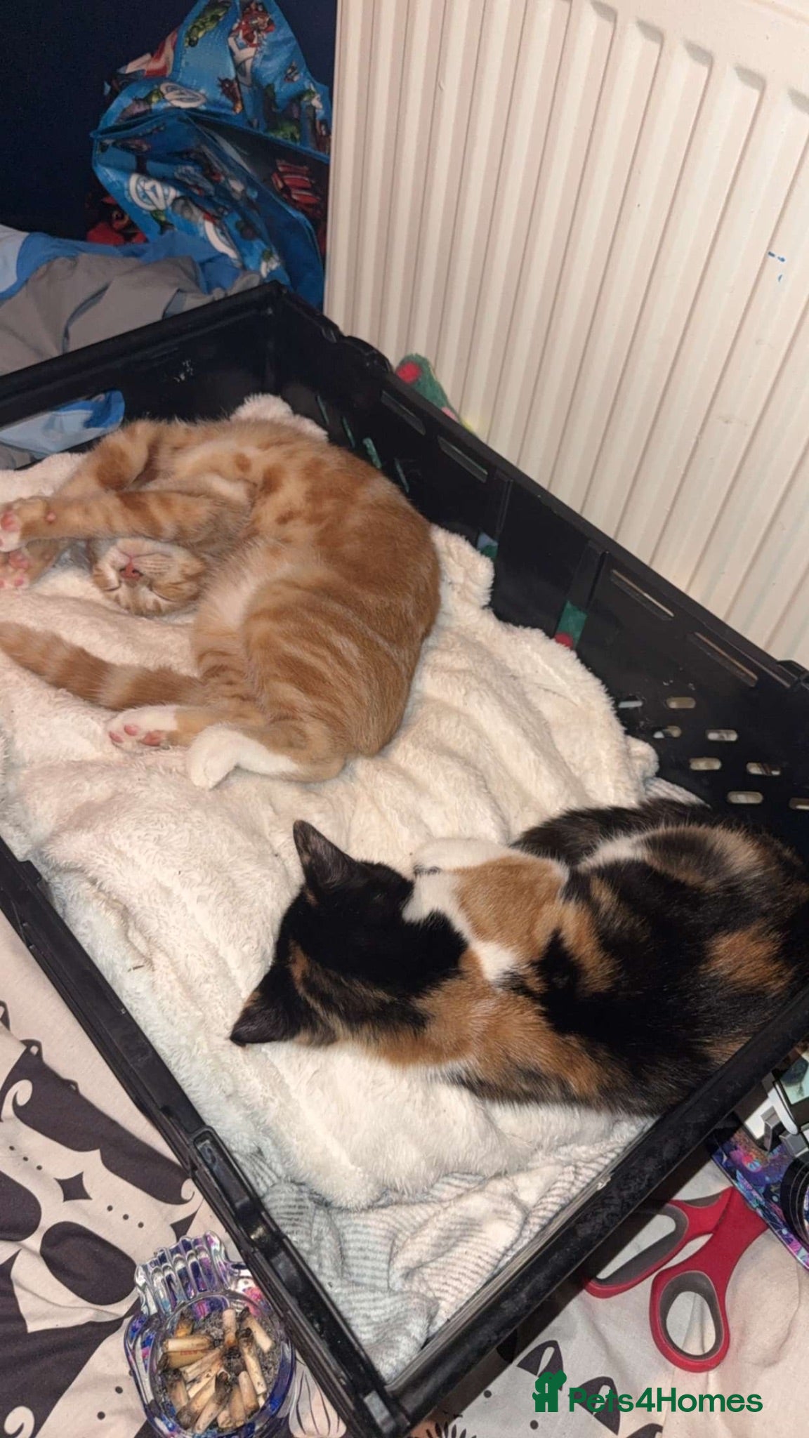 Mixed Breed cats Benji and Sassy - Advert 2