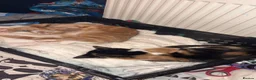 Mixed Breed cats for sale: Benji and Sassy in Birkenhead - Advert 1