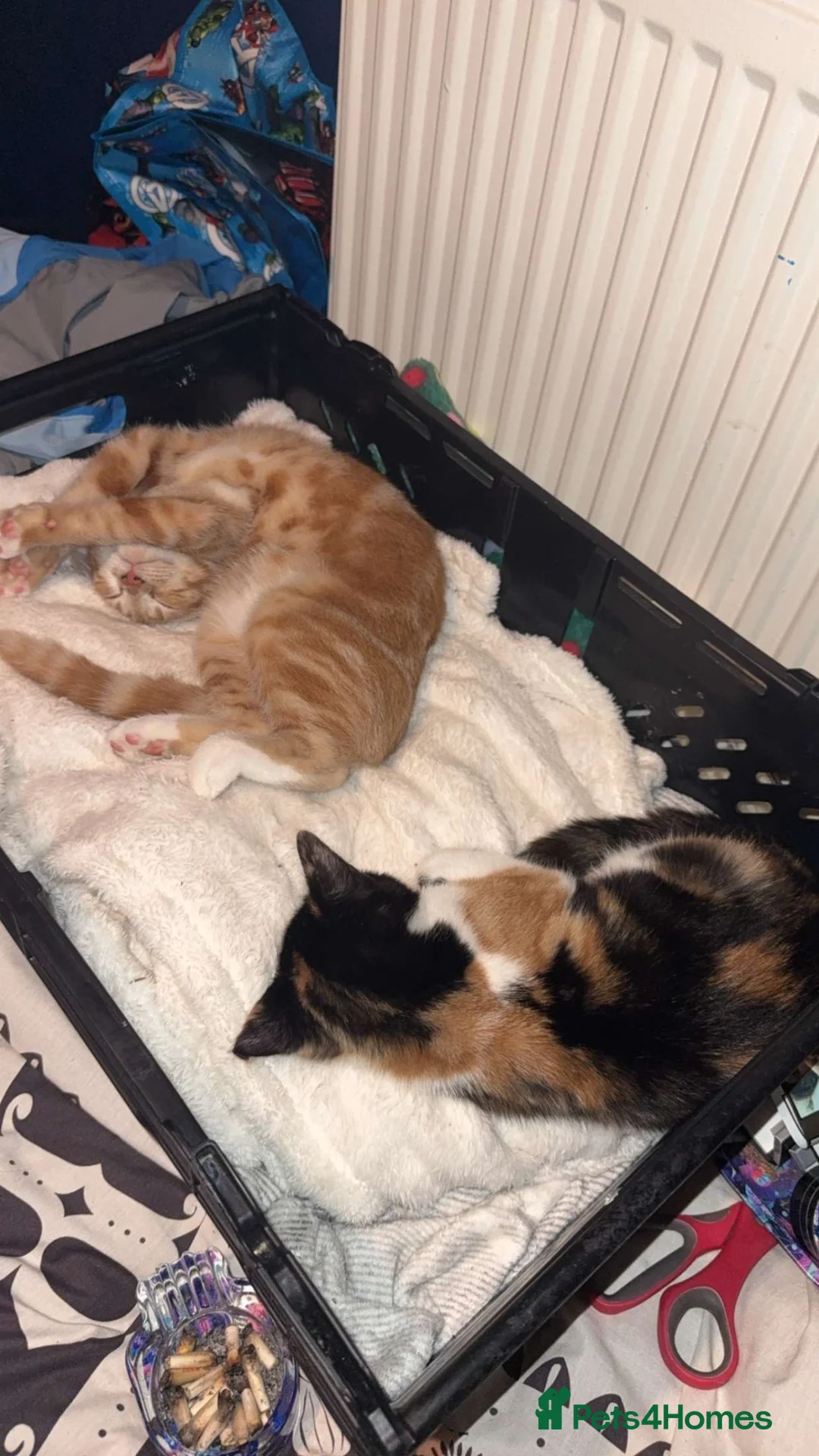 Mixed Breed cats for sale: Benji and Sassy in Birkenhead - Advert 1
